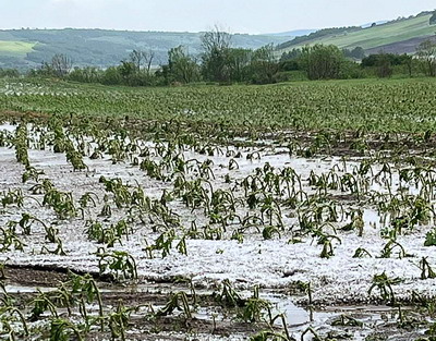 Peste 41% dintre asigurați au raportat pagube în acest sezon agricol