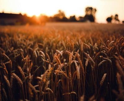 Autorizație temporară pentru imidacloprid la cerealele păioase de toamnă