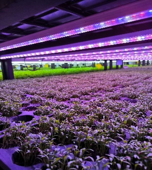 Intesa Sanpaolo Bank Romania - Ultragreens