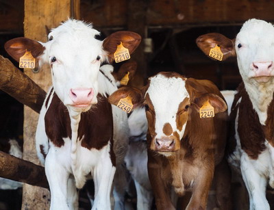 Condiții și excepții la eco-schemele din sectorul zootehnic – Campania 2024