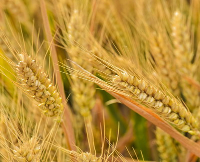 Fungicidele FOLPET și CAPTAN cu acțiune multi-site au fost reomologate pentru 15 ani