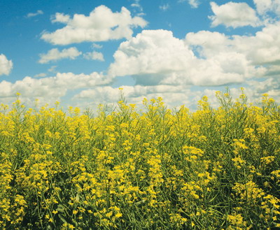 Un sezon de recolte productive la rapiță pentru fermierii care aleg soluții inovatoare