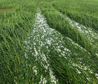 Retrospectiva sezonului agricol 2023-2024 Agra Asigurări: Despăgubiri de 65.000.000 de lei pentru evenimentele climatice din luna iunie