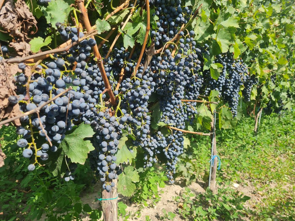 Viticultorii sporesc reziliența culturilor de viță-de-vie cu soluții inovatoare – studiu de caz