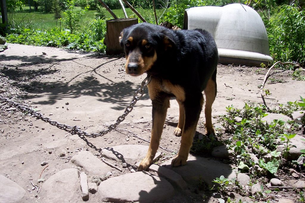 Apel urgent: Legea prevede intervenția la temperaturi crescute.