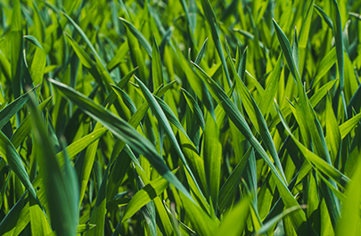 Fertilizarea cu azot la cultura grâului din primăvară