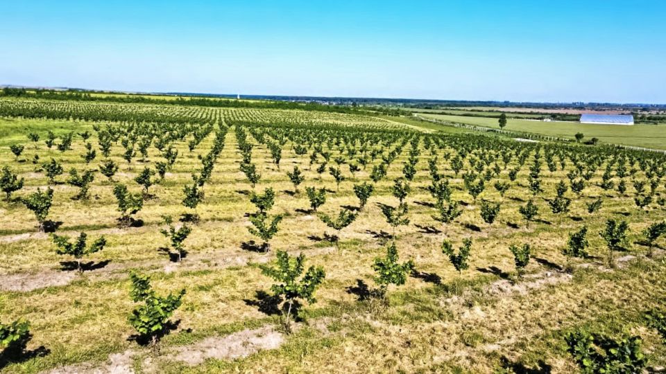 Antreprenorul Dorin Bob atrage 4,6 mil. euro pentru modernizarea și digitalizarea uneia dintre cele mai mari plantații de aluni din România