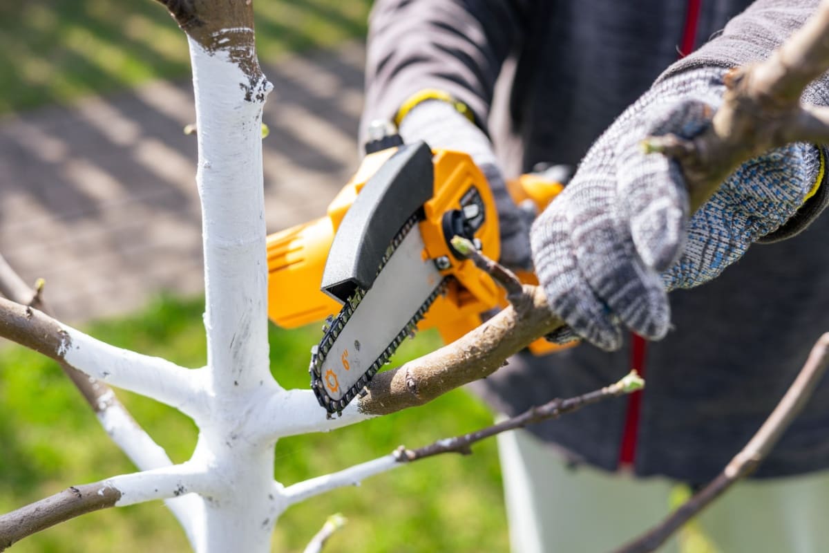 De ce tot mai mulți fermieri aleg drujba cu acumulator pentru întreținerea livezii?