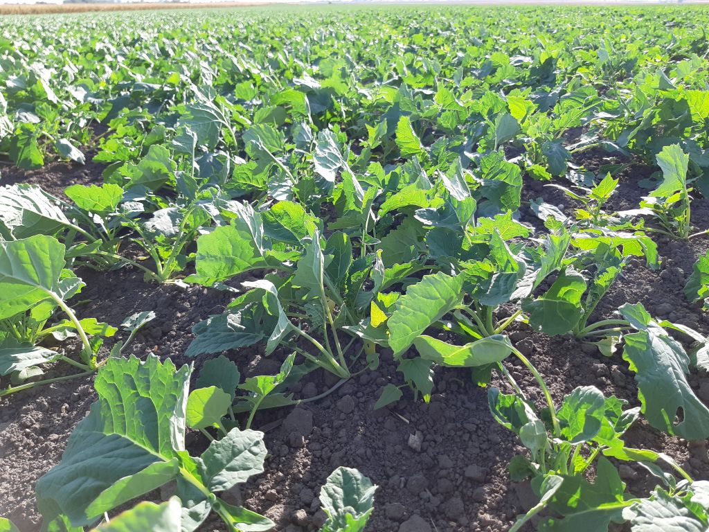 5 pași pentru o rapiță sănătoasă și viguroasă încă din toamnă