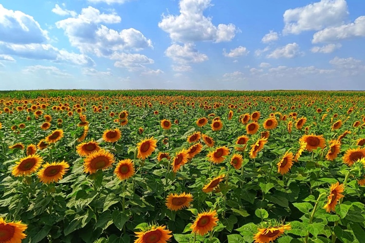 Averon SU – Hibridul BASF cu echilibru agrotehnic optim și toleranță superioară la boli