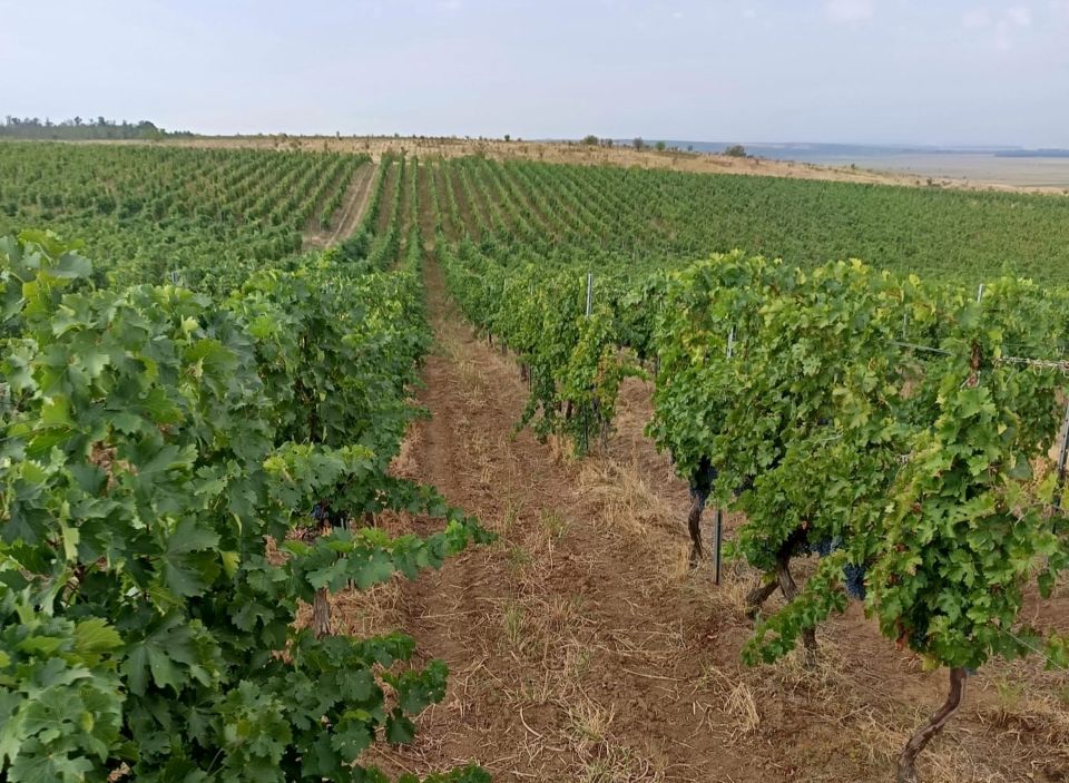 Viticultorii sporesc reziliența culturilor din România cu soluții inovatoare – studiu de caz