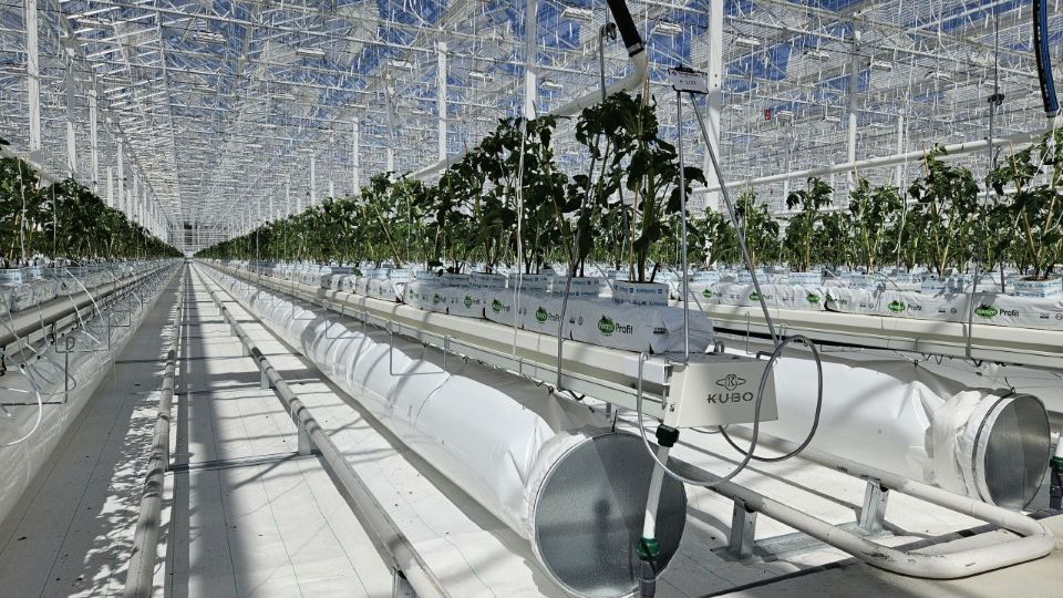 KUBO aduce în România, serele Ultra-Clima®, pentru reziliență și sustenabilitate în producția horticolă.
