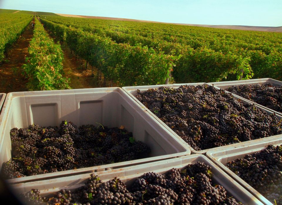 Podgoriile României își consolidează managementul dăunătorilor cu soluții eficiente pentru producții sustenabile – studiu de caz