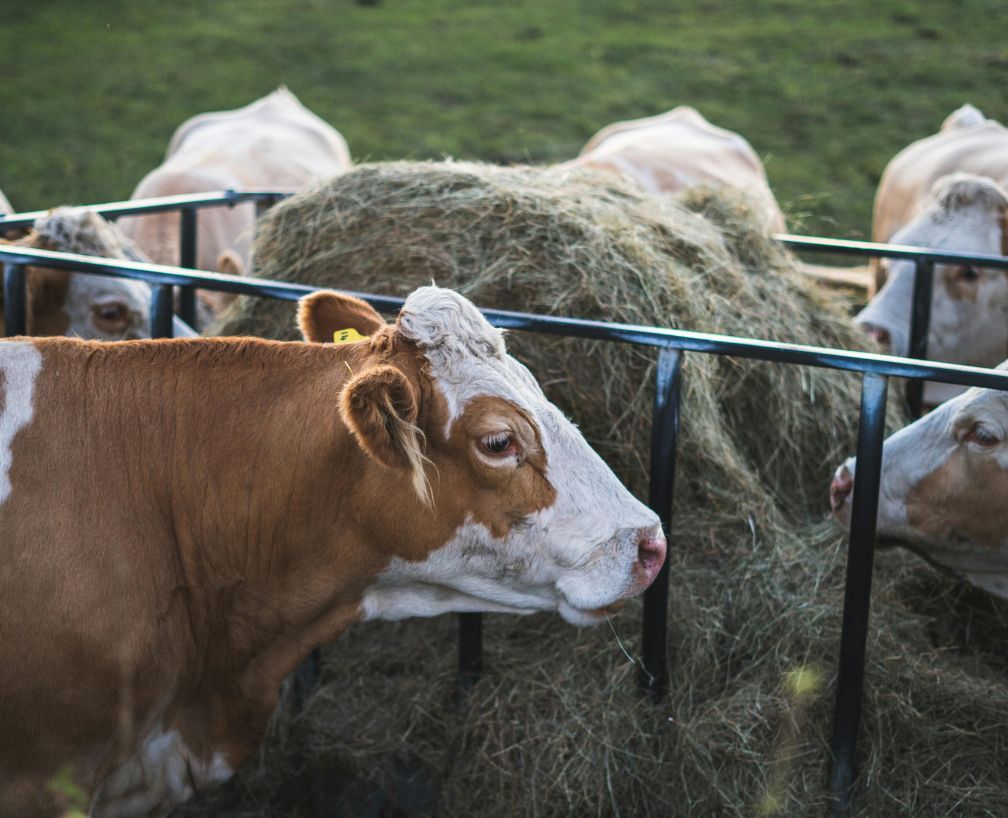 Cum sprijinim sănătatea animalelor de fermă în sezonul rece – recomandările specialiștilor Veterra