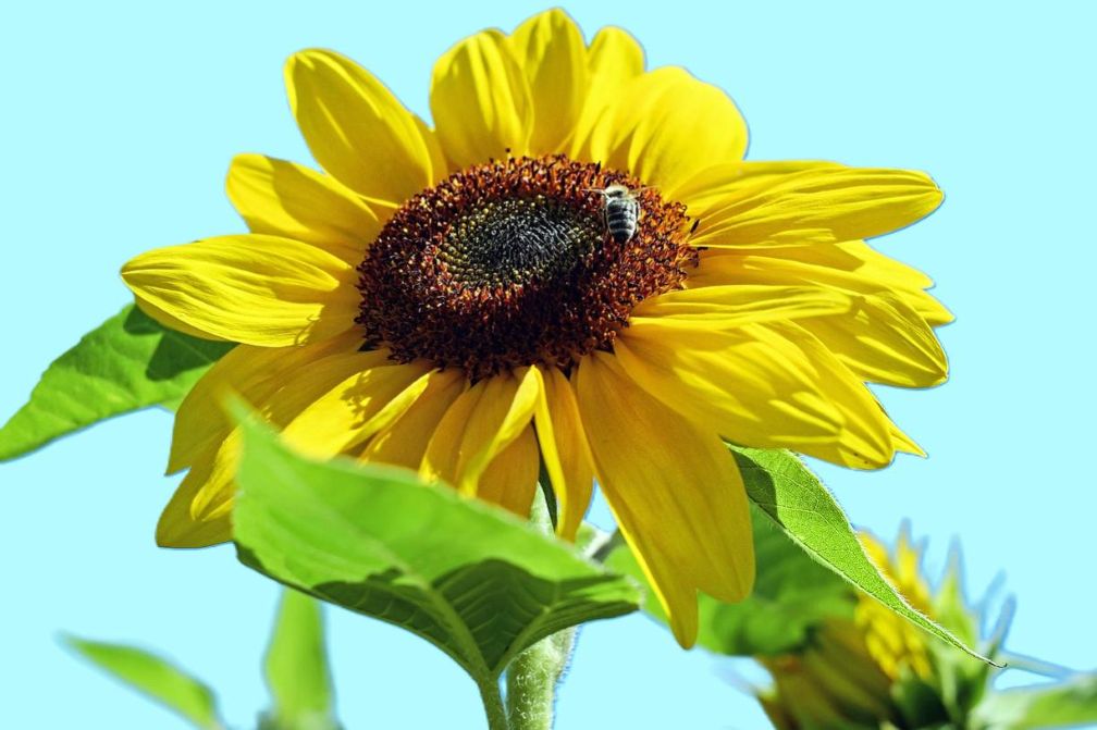 Decizia Înaltei Curți de Casație și Justiție privind recursul în cauza derogărilor pentru pesticidele neonicotinoide