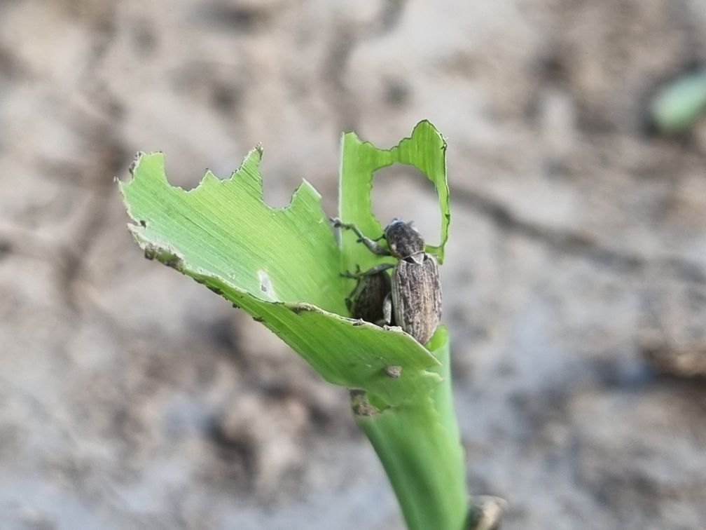 Victorie pentru Alianța pentru Agricultură și Cooperare: România a desemnat, în sfârșit, un expert entomolog în cadrul EPPO pentru elaborarea standardui tehnic pentru Tanymecus dilaticollis