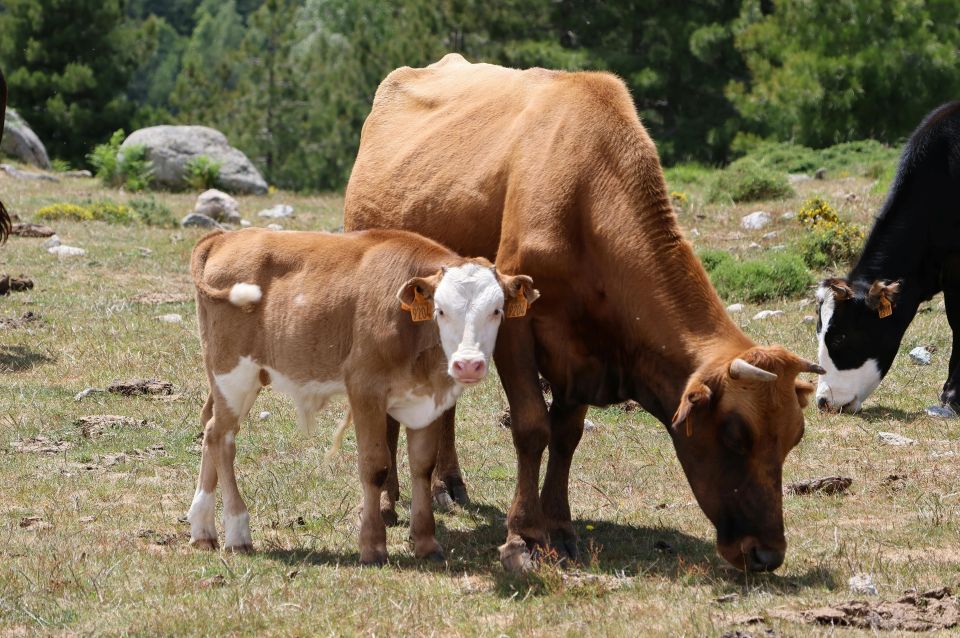 Semnal de alarmă în Europa: tot mai puține medicamente veterinare esențiale, risc pentru fermieri și siguranța alimentară