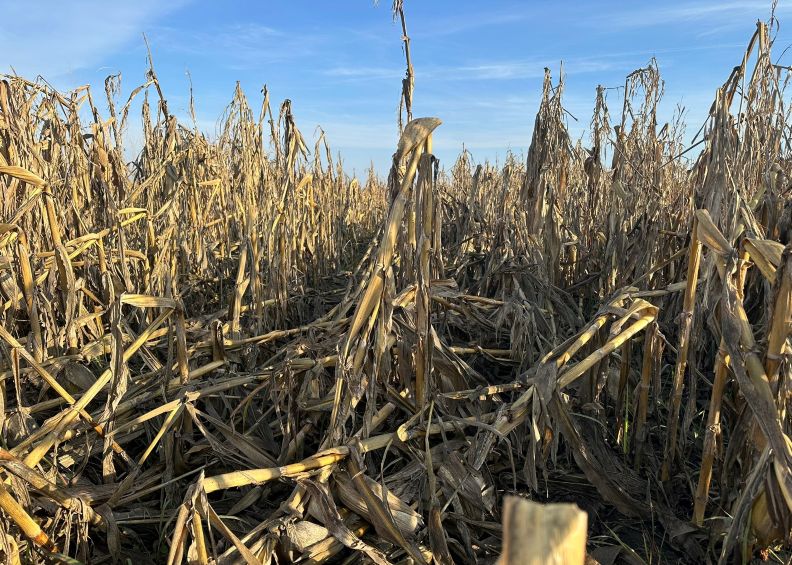 Agra Asigurări, semnal de alarmă pentru fermieri: Culturile de porumb irigate nu sunt protejate de toate riscurile.