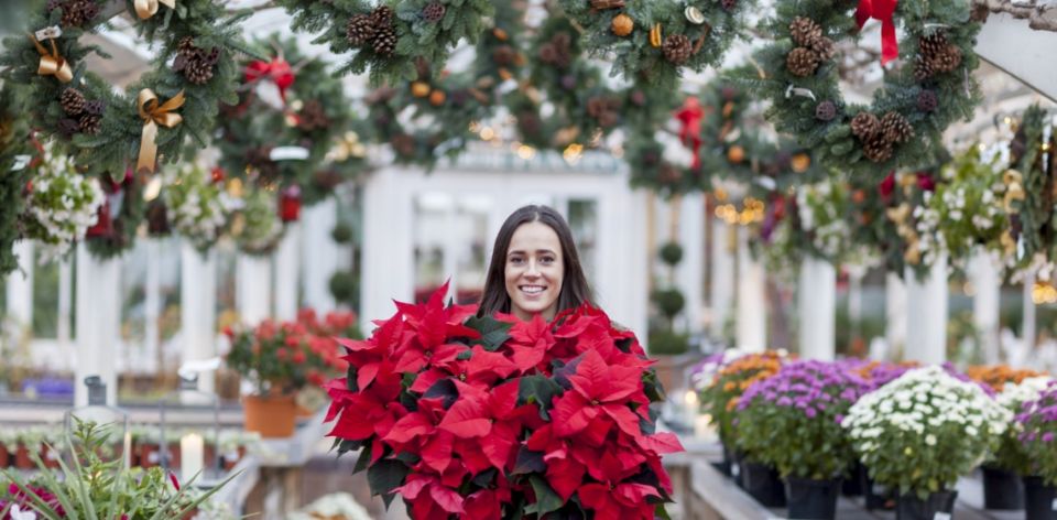 Producătorii și florăriile pot să își dubleze vânzările de crăciunițe cu ajutorul rețelelor sociale