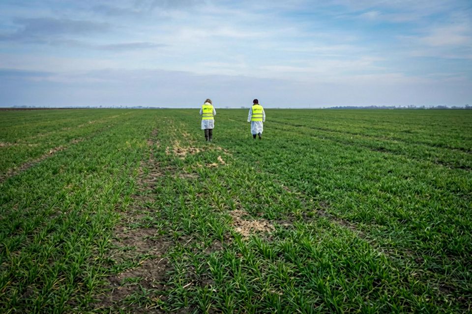 Vreme rece, decizii la cald: grâu, orz, rapiță