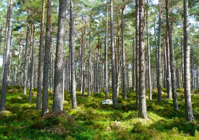 Comisia Europeană anunță modificarea Regulamentului UE privind defrișările