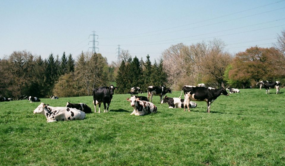 Ministerul Agriculturii anunță finanțare pentru achiziția de animale – lansare în 2026.