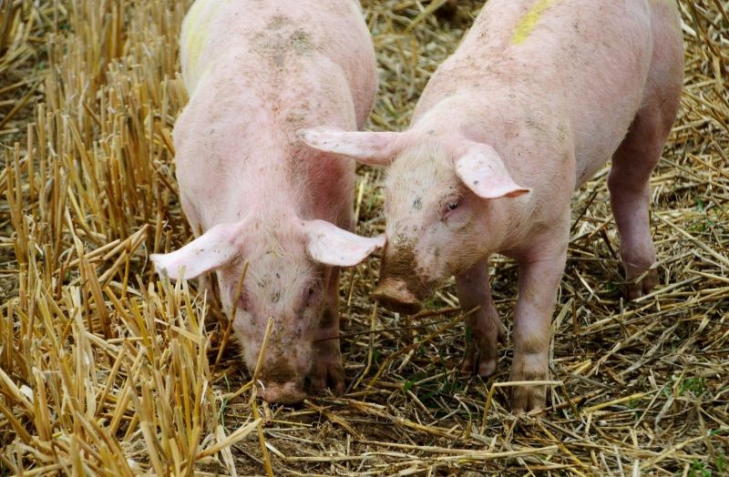 Guvernul a aprobat majorarea fondurilor destinate sprijinirii crescătorilor de porci