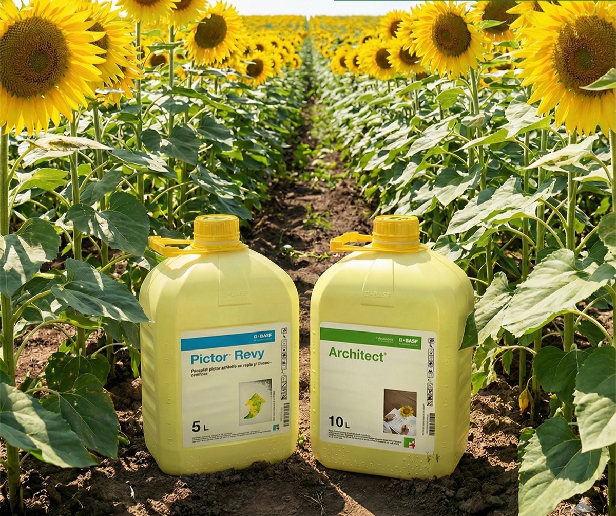 Excelență în protecția culturilor: Impactul tehnologiilor Architect® și Pictor® Revy asupra randamentului florii-soarelui