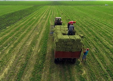 Fermierii care cultivă lucernă pot încasa peste 300 euro/ha prin cumularea schemelor APIA