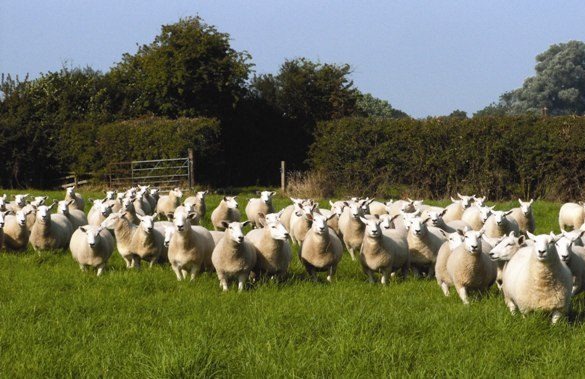 Subvenția APIA pentru pășuni, asigurată pe termen lung: fermierii au asigurat subvenția pe  pășuni până în 2028