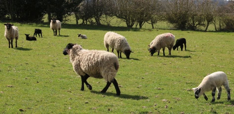 Bolile mamare la ovine și caprine: răsfugul alb, răsfugul negru și soluțiile de imunizare