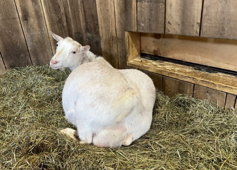 Cum gestionăm nutriția caprelor înainte și după fătare