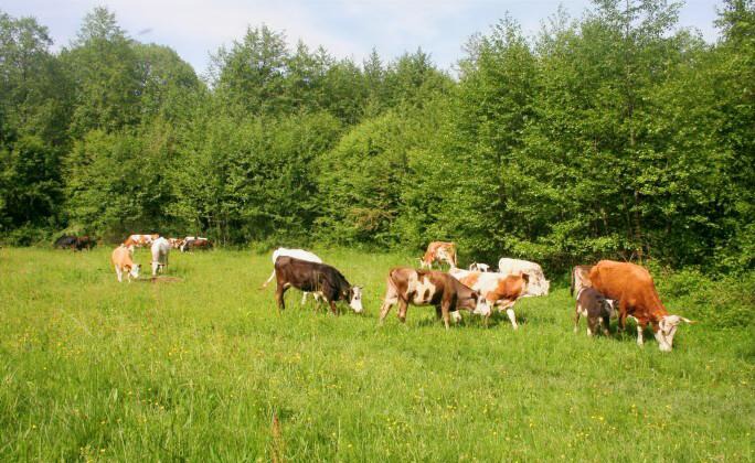 Subvenție APIA de 230 euro/ha cu condiție: Obligatorie încărcătura minimă de 3 UVM/ha