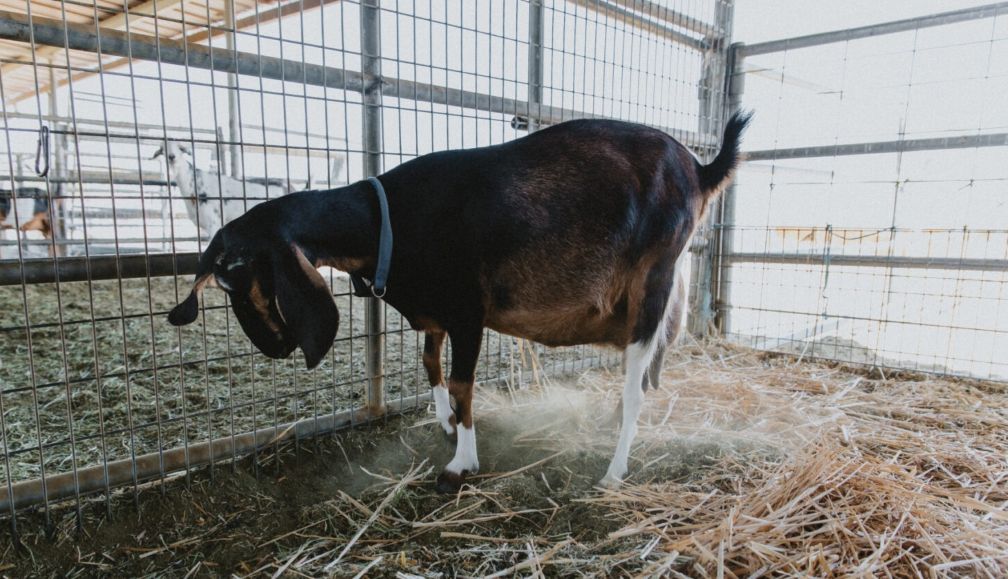 Fiziologia reproducției la caprine: Managementul gestației și procesul de fătare