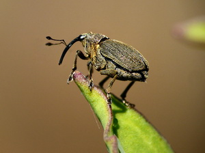 Temperaturile cresc: De ce este important să instalezi capcane galbene în cultura grâu pentru dăunătorii de rapiță