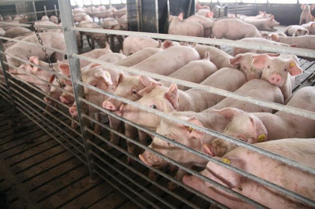 Semnal de alarmă în sectorul suin: crescătorii de porci avertizează asupra unui val de închideri de ferme
