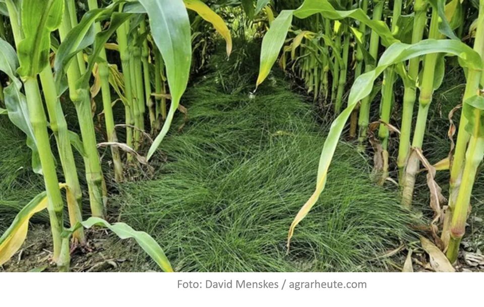 Eficiență regenerativă: Porumbul cu „covor verde” – metoda care maximizează profitul și sănătatea solului