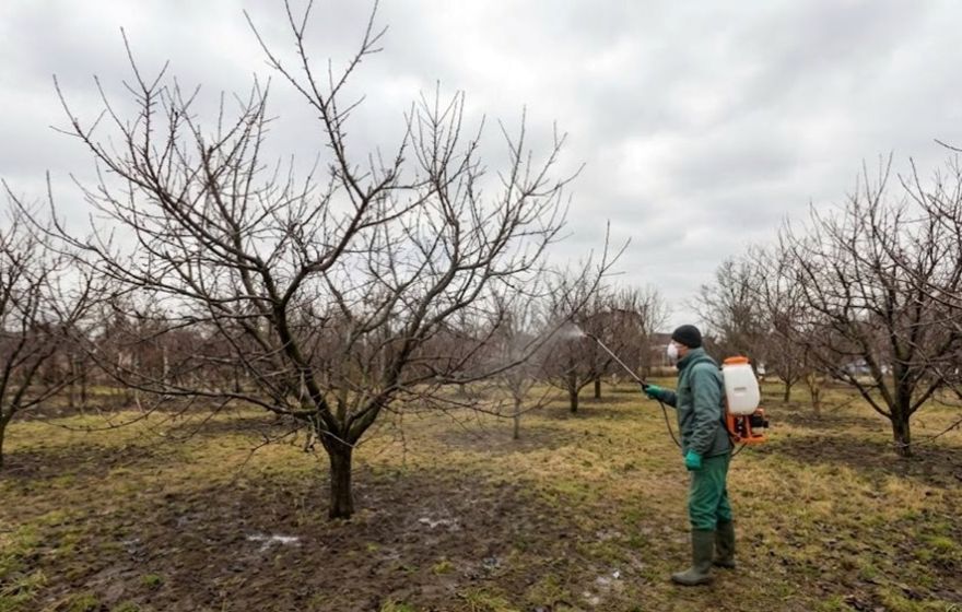 Strategii și tratamente pentru pomi fructiferi în perioada iarnă-primăvară