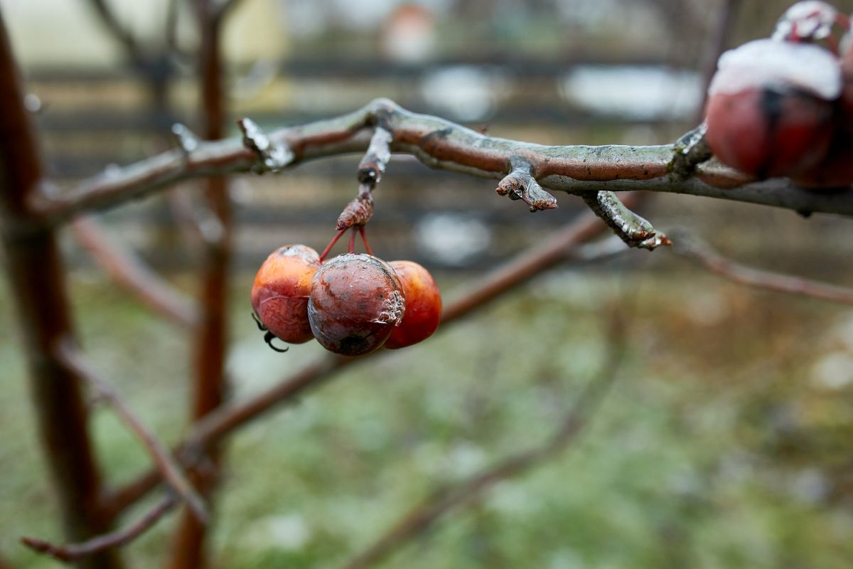 Tratamente necesare in livadă: Protecția livezii în repaus vegetativ