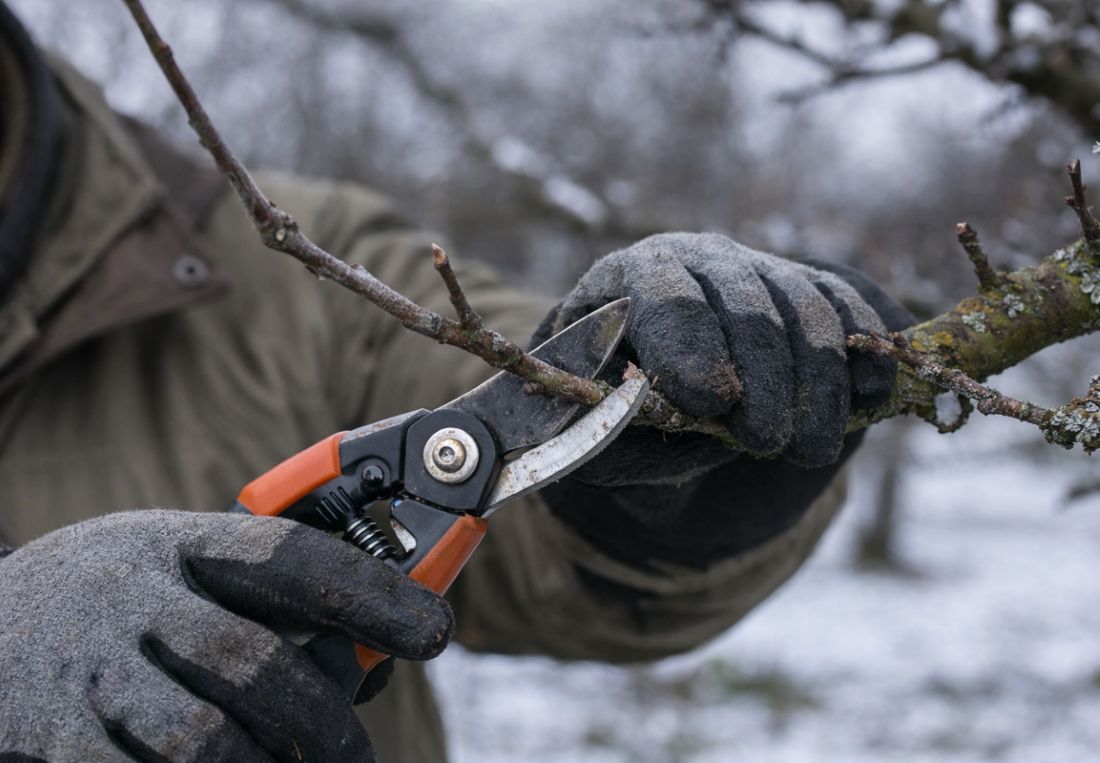 Tăierea pomilor fructiferi în februarie – ghid practic