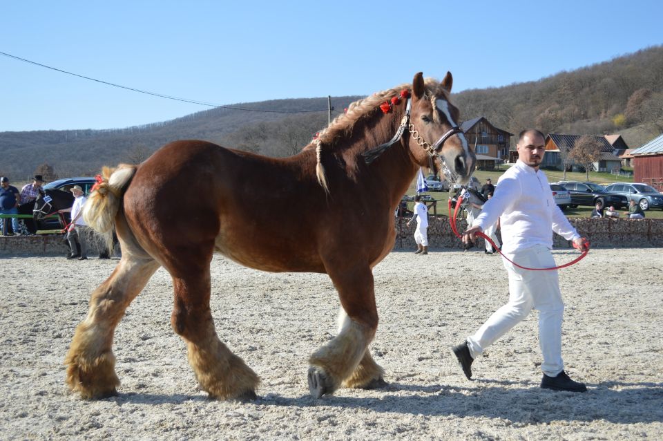 Succes pentru rasa Ardennais la Cluj – un pas înainte pentru creșterea cabalinelor în România