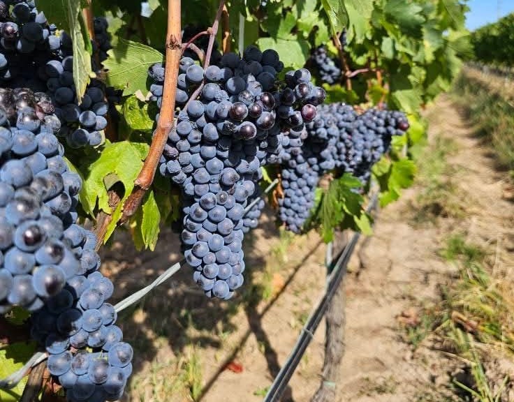 Viticultorii protejează vinurile românești premium prin soluții inovatoare de combatere a bolilor