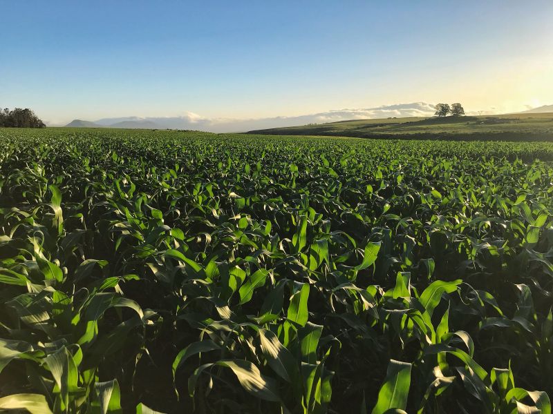 În contextul instabilității meteorologice, selecția materialului genetic devine factorul critic care determină viabilitatea economică a culturilor