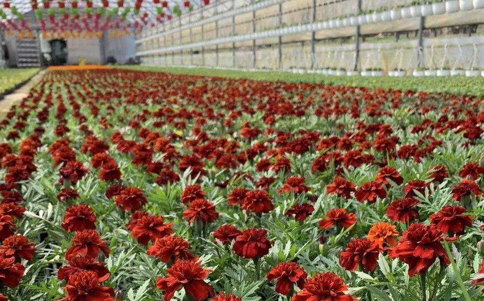 Premieră la AFIR: Se deschide o nouă linie de finanțare de 100.000 de euro