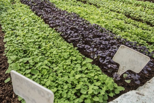 Coadă la distribuirea pachetelor de semințe gratuite la Banca de Gene Buzău