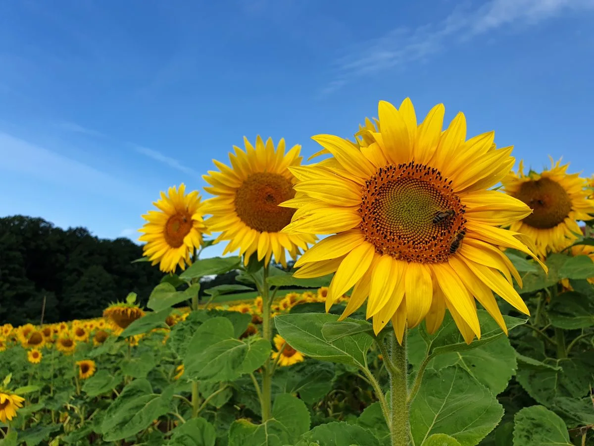 Avantajele fertilizării localizate cu Corn Starter Pro la porumb și floarea-soarelui