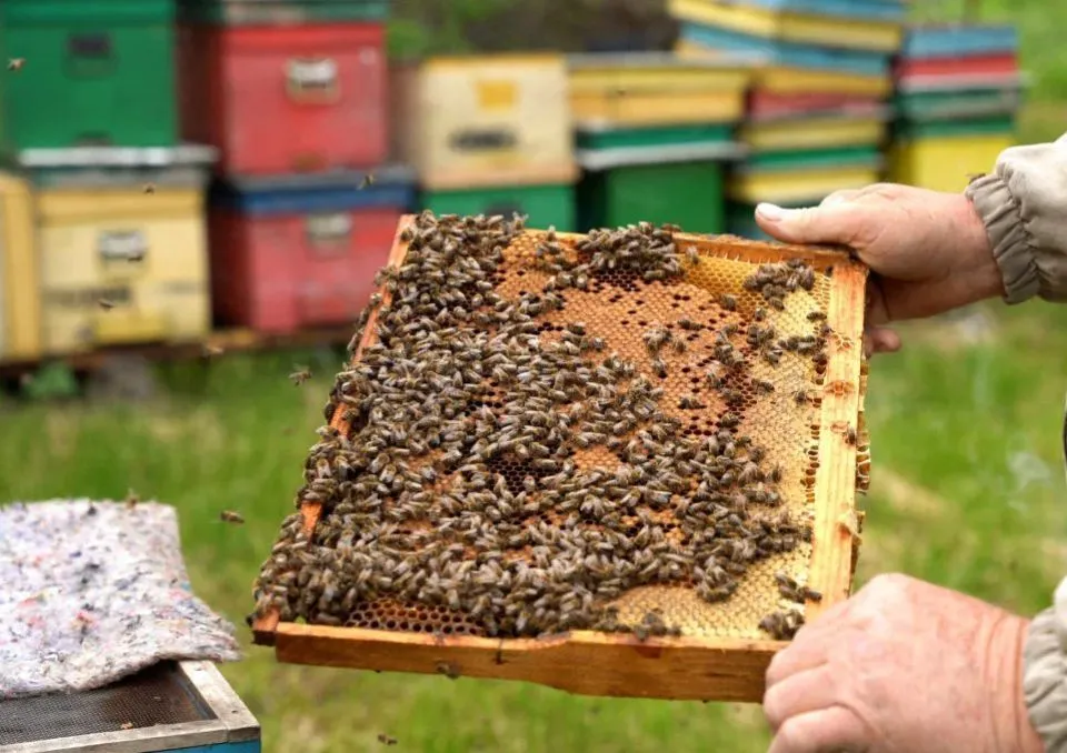 Sprijin financiar pentru apicultori: subvenția ar putea ajunge la 15 euro pe stup