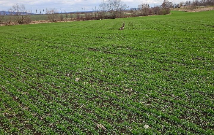 Starea fitosanitară a culturilor se menține bună în Transilvania