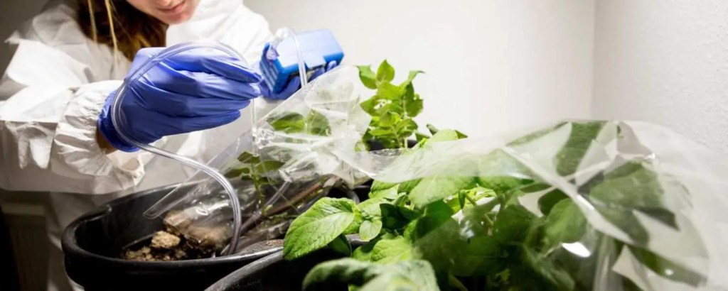 Revoluție în detecția bolilor de carantină: „Amprenta olfactivă” care depistează cancerul cartofului