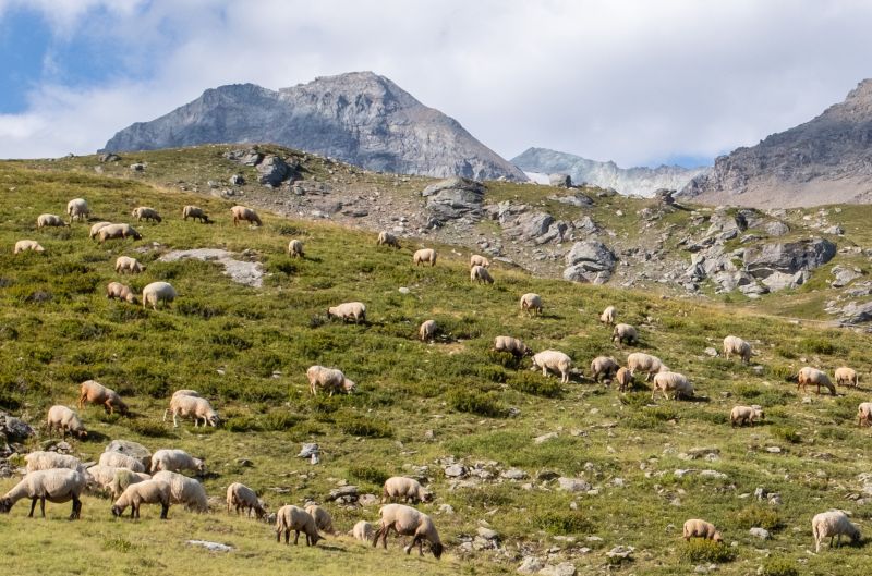 Lâna este o resursă valoroasă, nu un deșeu!